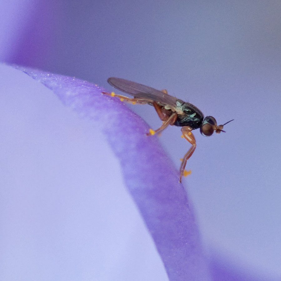 Elachiptera spec
